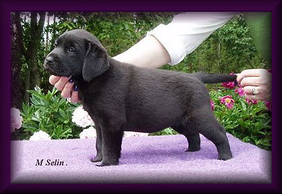 Dolly